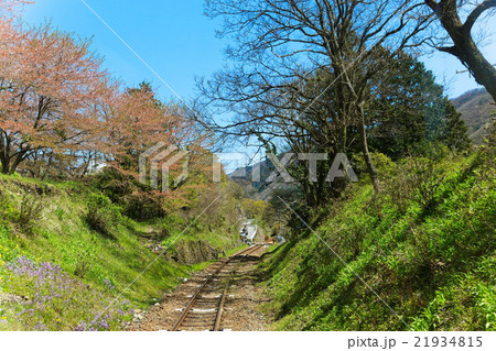 若葉と新緑のわたらせ渓谷鉄道 21934815
