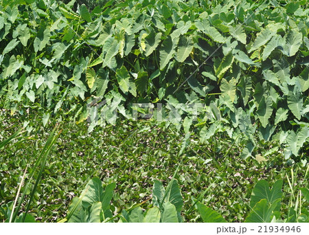 green background of wet land water plant leaves green background of wet land water plant leaves 21934946