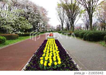 小金井公園 21935042