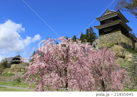 上田城の桜 21935045