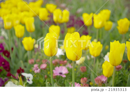 黄色のチューリップの花壇 21935313
