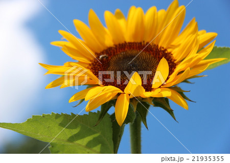 青空に咲く　ひまわり 21935355