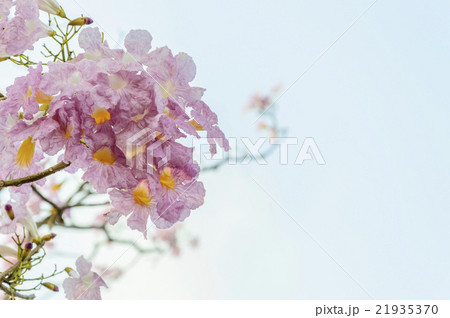 Tabebuia rosea Pink flowers and blue sky. 21935370