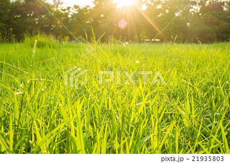 Green grass field in big city park Green grass field in big city park 21935803