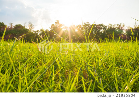 Green grass field in big city park Green grass field in big city park 21935804
