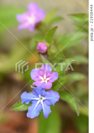 ホタルカズラの花 ホタルカズラの花 21936444