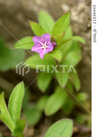ホタルカズラの花 ホタルカズラの花 21936445