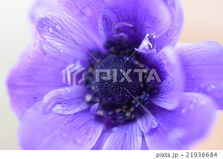 濃い紫の花 濃紫花 の写真素材