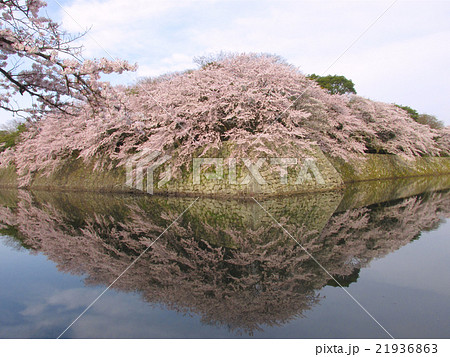 国宝　彦根城　水面に鏡のように映るお堀の桜（いろは松付近より） 21936863