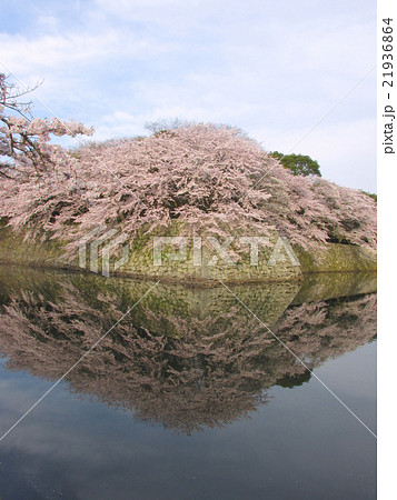 国宝　彦根城　水面に鏡のように映るお堀の桜（いろは松付近より） 21936864