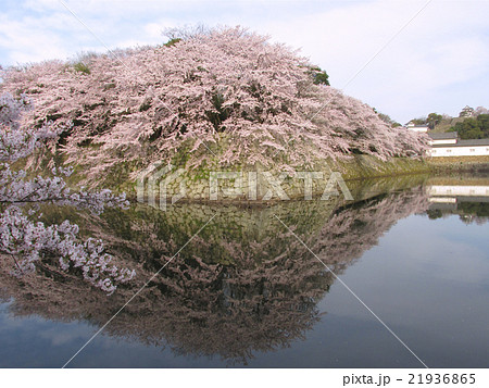 国宝 彦根城 水面に鏡のように映るお堀の桜(いろは松付近より) 国宝 彦根城 水面に鏡のように映るお堀の桜(いろは松付近より) 21936865