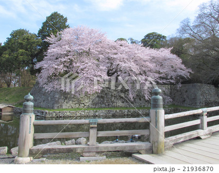 国宝　彦根城　大手門橋と桜 21936870