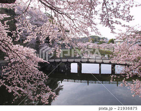 国宝　彦根城　大手門橋と桜 21936875