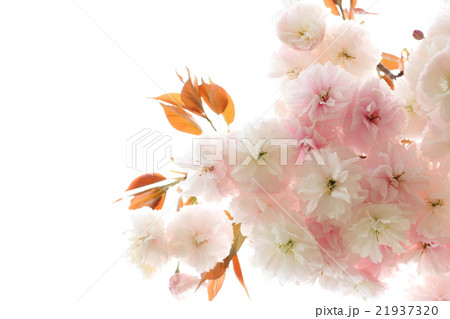 八重桜（普賢象） 21937320