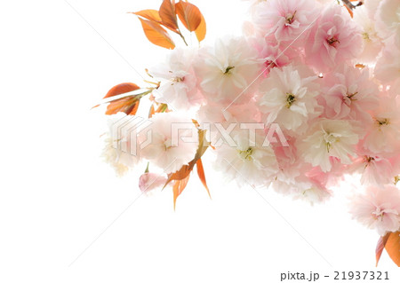八重桜（普賢象） 21937321