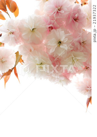 八重桜（普賢象） 21937322