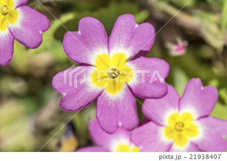 Wild Pink Primrose Wild Pink Primrose 21938407