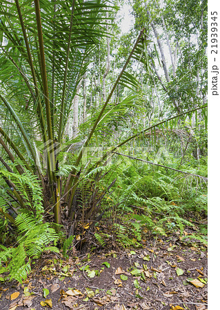 Jozani Forest, Zanzibar, Tanzania 21939345