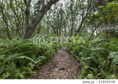Jozani Forest, Zanzibar, Tanzania 21939348