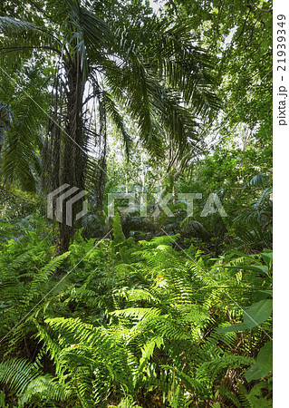 Jozani Forest, Zanzibar, Tanzania 21939349