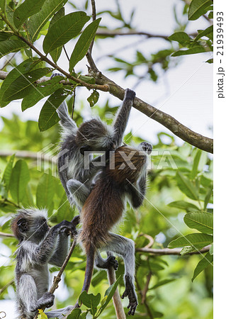 Endangered Zanzibar red colobus monkey Endangered Zanzibar red colobus monkey 21939493