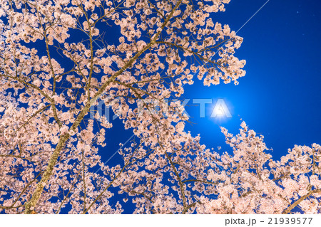 月光の夜桜 21939577