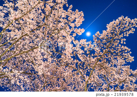 月光の夜桜 月光の夜桜 21939578