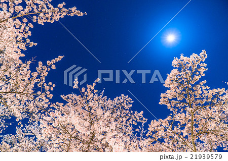 月光の夜桜 21939579