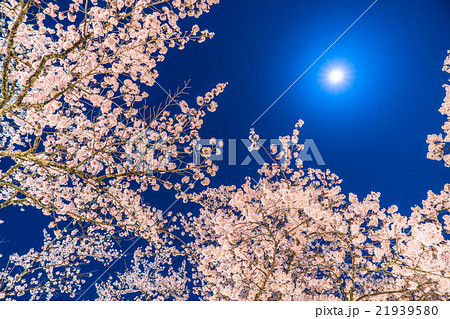 月光の夜桜 月光の夜桜 21939580