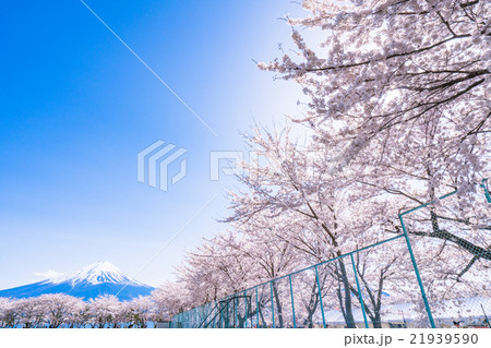 富士山と満開の桜 21939590