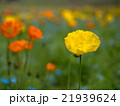 ポピーの花畑 21939624