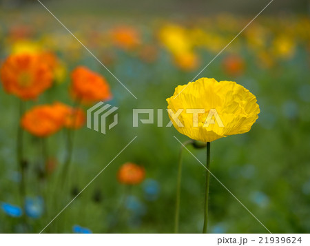 ポピーの花畑 21939624