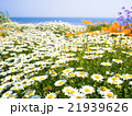 海辺の花畑 21939626
