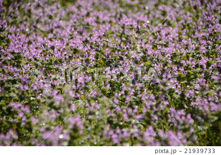 雫に包まれるホトケノザの花 雫に包まれるホトケノザの花 21939733