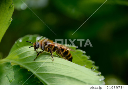 キンケハラナガツチバチ キンケハラナガツチバチ 21939734