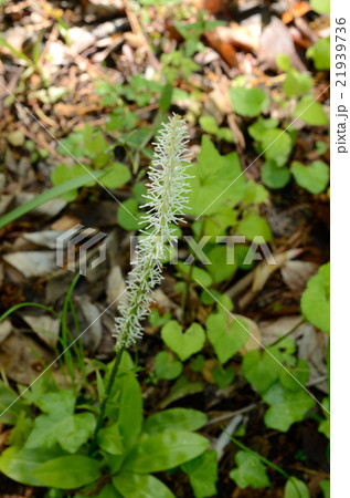 シライトソウ・白糸草の花 21939736