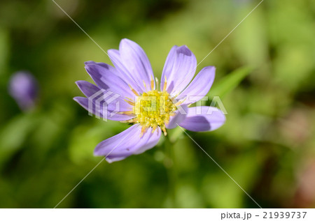 ミヤコワスレ・都忘れの花 21939737