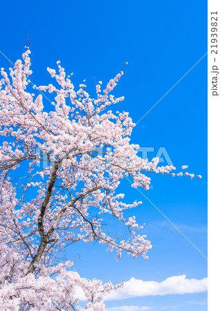 【埼玉県】桜の名所・美の山公園 21939821