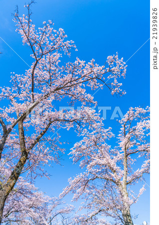 【埼玉県】桜の名所・美の山公園 21939826