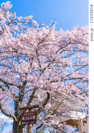 【埼玉県】桜の名所・美の山公園 21939858