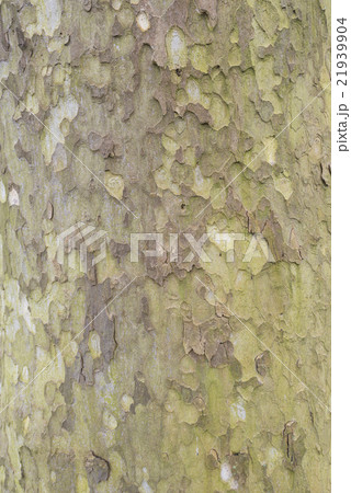 Tree bark of a Sycamore tree. 21939904