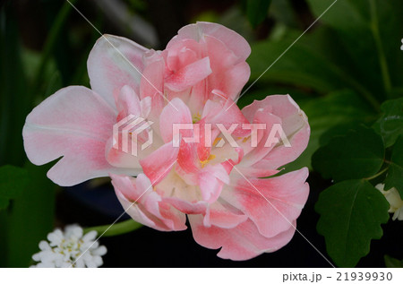 チューリップ・アンジェリケ 21939930