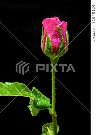 one red rose on a black background 21940124
