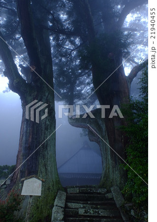 霧にかすむ婆羅門杉(奈良県天理市) 霧にかすむ婆羅門杉(奈良県天理市) 21940455