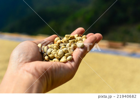 Fresh organic coffee beans on hand. 21940682