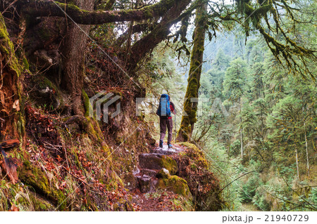 Hike in Nepal jungle 21940729