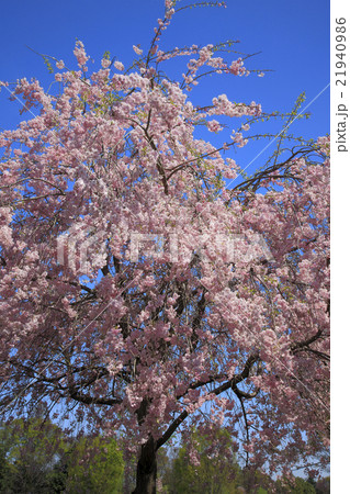 枝垂れ桜 21940986
