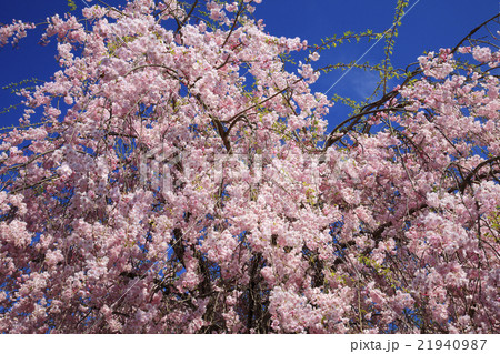 枝垂れ桜 21940987