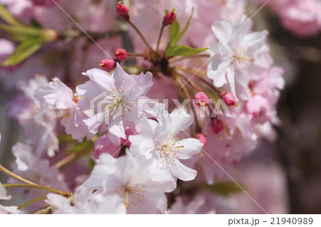 枝垂れ桜 21940989