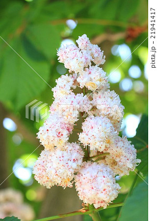 マロニエの花の写真素材